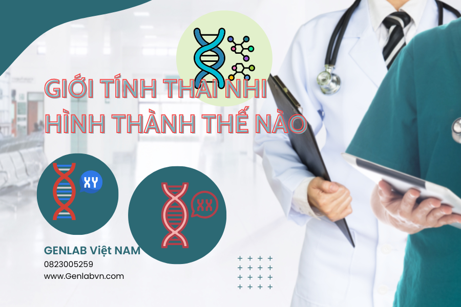 Yếu tố ảnh hưởng đến hình thành giới tính thai nhi